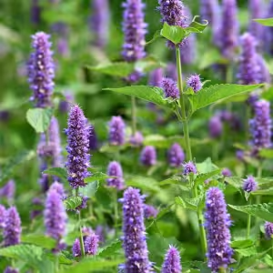 Genesis Revival  Ingredient4