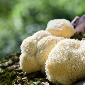 Genesis Revival  Ingredient5